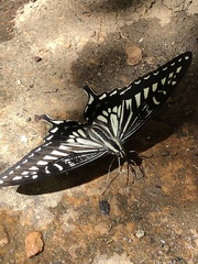 Papilio xuthus