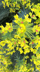 Euphorbia rigida