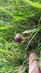 Panaeolus foenisecii