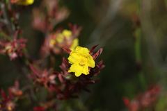 Hibbertia linearis