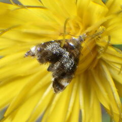 Prochoreutis inflatella