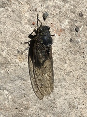Hyalessa maculaticollis