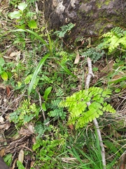 Adiantum cunninghamii