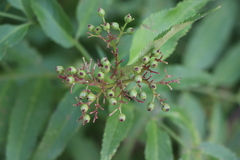 Sambucus ebulus