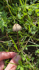 Panaeolus papilionaceus