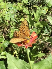 Argynnis zenobia