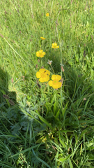 Ranunculus acris
