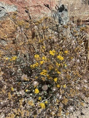 Eriophyllum confertiflorum