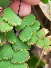 Adiantum cunninghamii