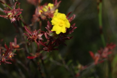 Hibbertia linearis