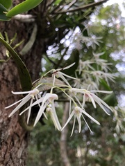 Dendrobium aemulum