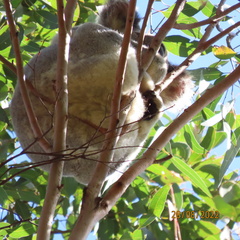 Phascolarctos cinereus