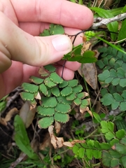 Adiantum cunninghamii