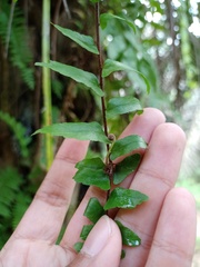 Asplenium longissimum