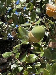 Quercus chrysolepis