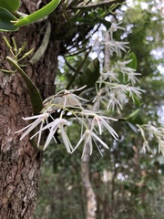 Dendrobium aemulum