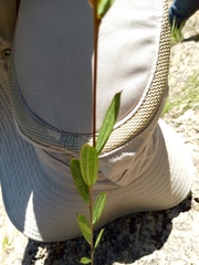 Dioscorea hexagona