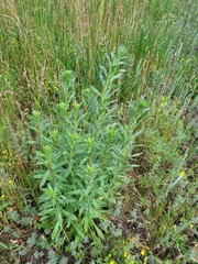 Erigeron acris podolicus