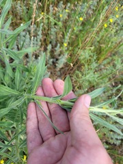 Erigeron acris podolicus
