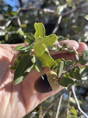 Quercus chrysolepis