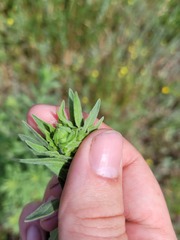 Erigeron acris podolicus