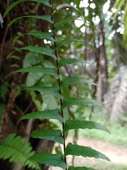 Asplenium longissimum