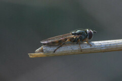 Platycheirus