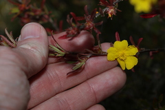 Hibbertia linearis