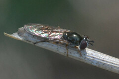 Platycheirus