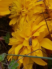 Eupeodes corollae