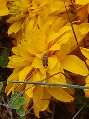 Eupeodes corollae