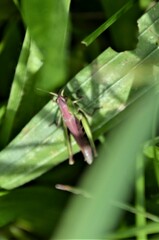 Chorthippus dorsatus