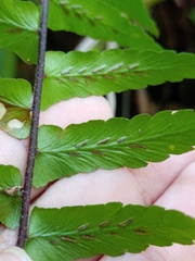 Asplenium longissimum