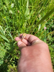 Fritillaria meleagroides