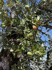 Quercus chrysolepis