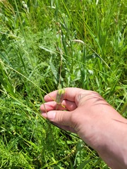 Fritillaria meleagroides