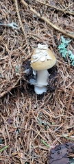 Amanita junquillea