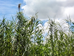 Phragmites karka
