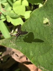 Anthomyia illocata