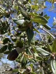 Quercus chrysolepis