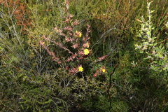 Hibbertia linearis