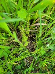 Veronica serpyllifolia