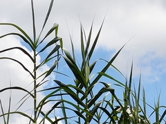 Phragmites karka