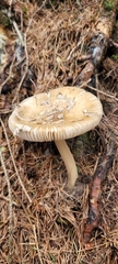 Amanita junquillea