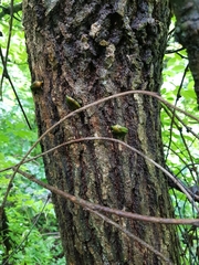 Pseudotorynorrhina japonica