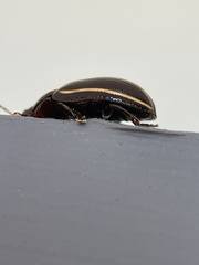 Paropsisterna lineata