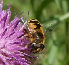 Eristalis horticola