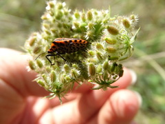 Graphosoma italicum italicum