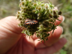 Graphosoma italicum italicum