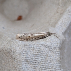 Agriphila geniculea